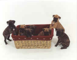 Puppy red basket.jpg (85653 bytes)